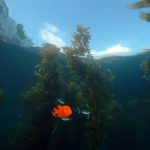 Photo of an orange fish underwater. There is kelp in the backgrorund.