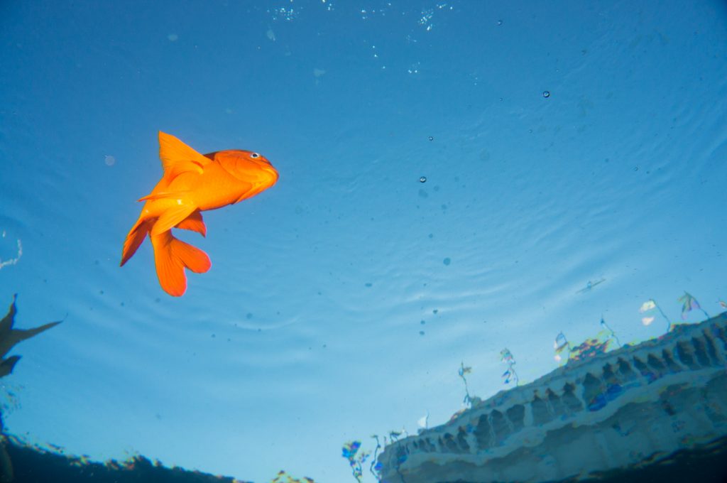 Photo of a fish taken underwater.