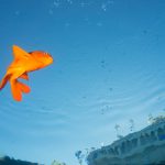 Photo of a fish taken underwater.