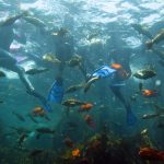 three people photographed under water amidst a lot of fish swimming around them.