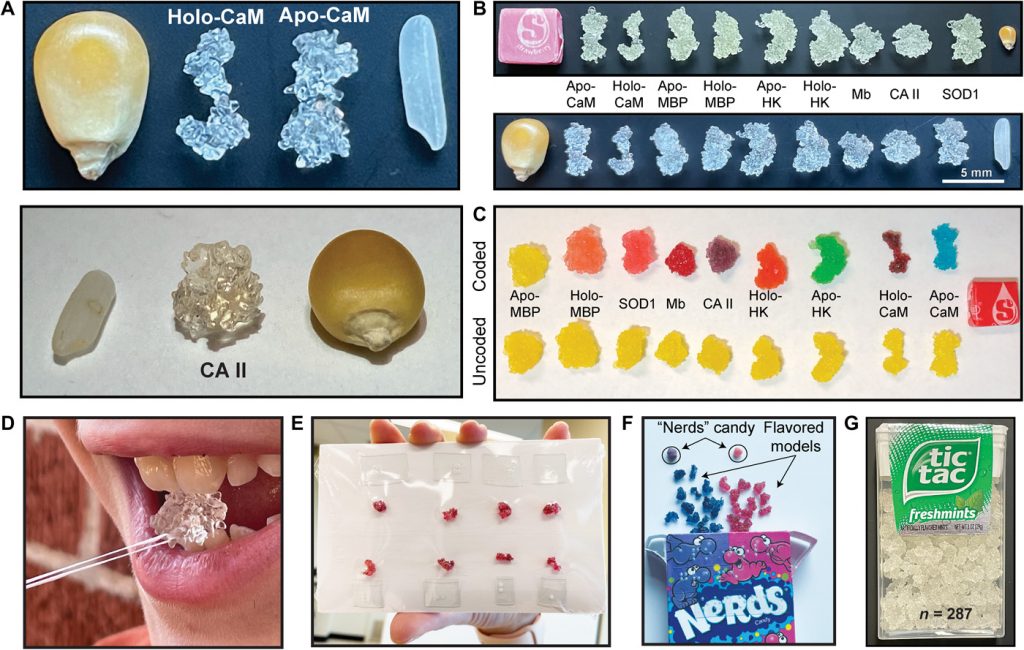 Fig. 1 “Small” and “smaller” molecular models: Highly portable and encodable with flavor. (A) Smaller nonedible 3D-printed models of calmodulin (CaM) and carbonic anhydrase II (CA II) are comparable in size to a popcorn kernel or grain of rice. Array of protein models fabricated and tested in this study from (B) biocompatible resin (top: small size; bottom: smaller size) or (C) gelatin (flavor-coded or uncoded). (D) Small nonedible model with a safety lanyard threaded through the integral eyelet. (E to G) Smaller nonedible models can be coded with flavor and transported in high volume. (E) Shrink-wrapped array onto a standard index card and (F and G) packed into common containers of candy (shown for demonstration purposes). Photo credit: Jordan C. Koone, Baylor University; Bryan F. Shaw, Baylor University; and Elizabeth Shaw.