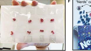 image showing a student gripping a non edible molecule between their teeth and holding the string in their hand, another person showing molecule dummies sealed and arranged in a bag, a box of flavored edible candies in a "nerd" box, and another set of edible white colored molecules in a tic tac box that's labelled n=287.