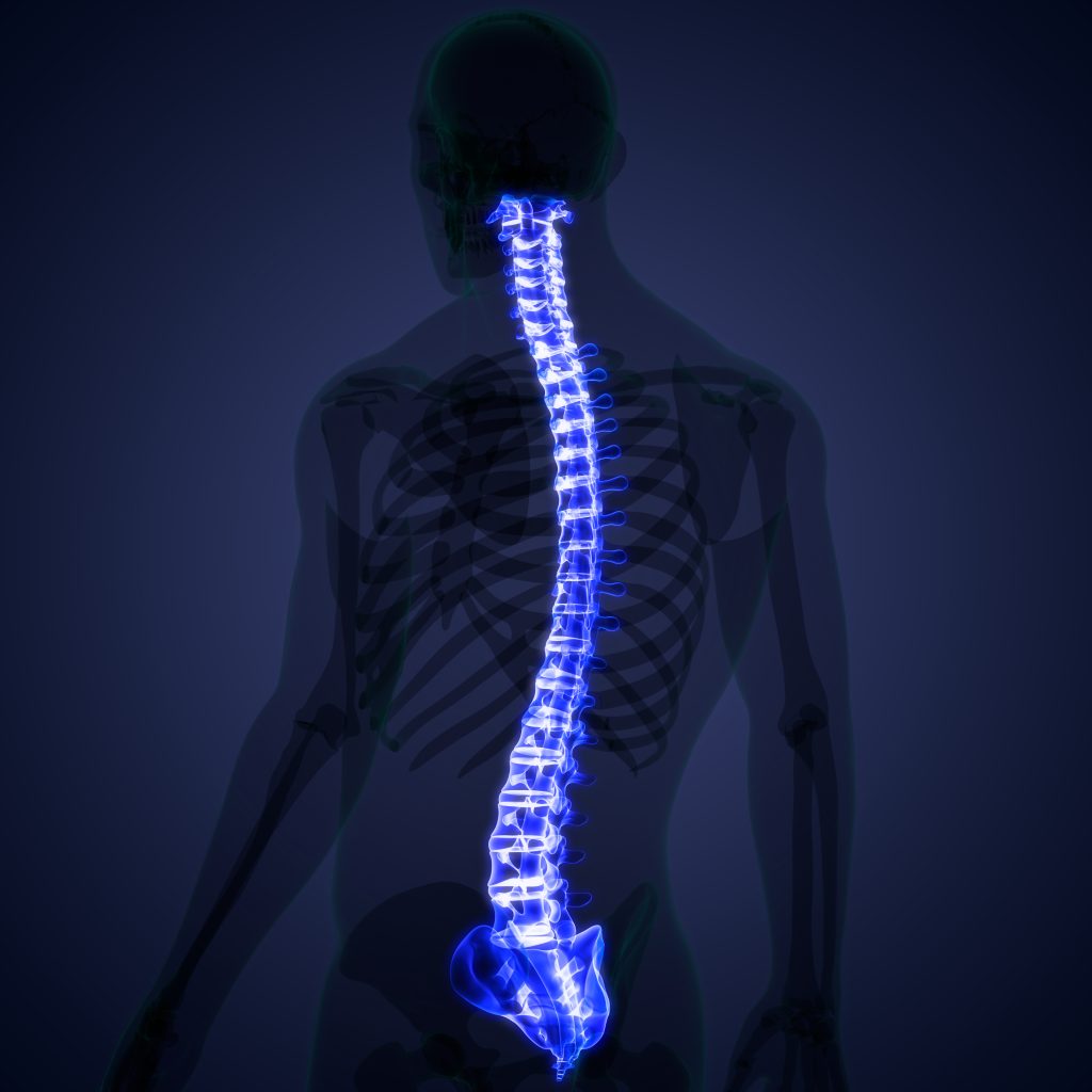 stock photo of Spinal Cord Vertebral Column of Human Skeleton System Anatomy