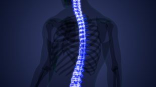 stock photo of Spinal Cord Vertebral Column of Human Skeleton System Anatomy