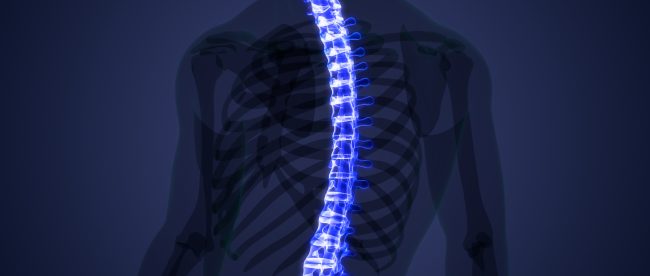 stock photo of Spinal Cord Vertebral Column of Human Skeleton System Anatomy