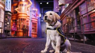 A guide dog puppy, wearing a training vest, sits attentively in the middle of Diagon Alley at Warner Bros. Studio Tour London. The vibrant, whimsical storefronts of the Harry Potter-themed set create a magical backdrop.