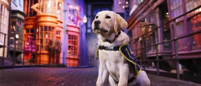 A guide dog puppy, wearing a training vest, sits attentively in the middle of Diagon Alley at Warner Bros. Studio Tour London. The vibrant, whimsical storefronts of the Harry Potter-themed set create a magical backdrop.